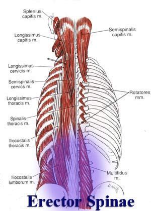 Best Lower Back Exercises   Strengthen the Erector Spinae ...