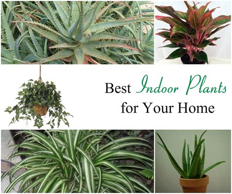 Best Of 19 Photos For The Best Indoor Plants   Homes ...