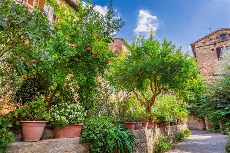 Best Perennials for Mediterranean Gardens in Cool Countries