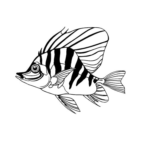 Best Photos of Tropical Fish Drawings   Tropical Fish ...