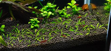 Best Planted Aquarium Substrate | The Aquarium Guide