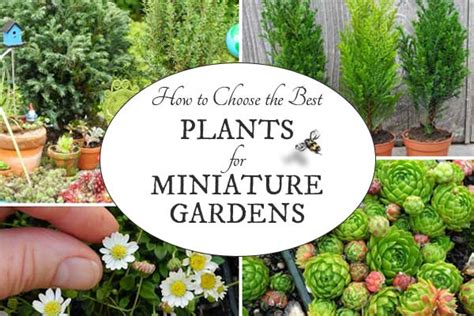 Best Plants for Miniature Gardens | Resource Guide ...