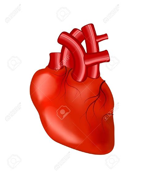 Best Real Heart Clipart #13465   Clipartion.com