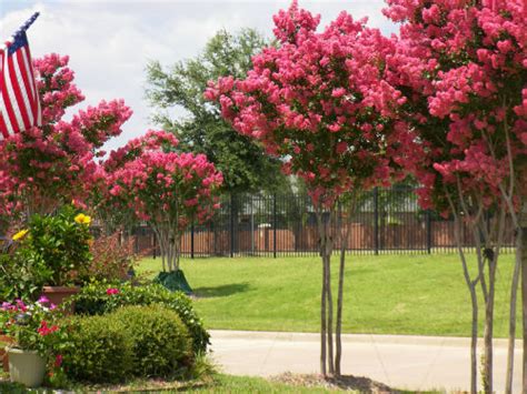 Best Tree for Landscaping in North Texas Plano Homes & Land