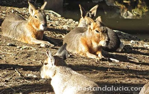 Best zoos in Andalucia, Spain