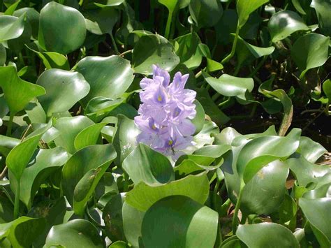 Bhejane Nature Training: Impi s Water hyacinth Project