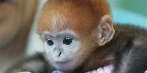 Bichinos de la semana: bebés monos muuuuuuuuuuy monos  FOTOS