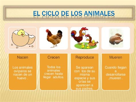 Bienvenidos al Blog Animalitos para la Vida: Ciclo de Vida ...
