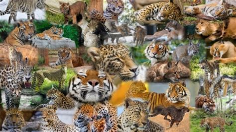 Big Cat Collage   Cats & Animals Background Wallpapers on ...
