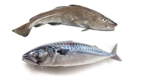 Big Fish – Restaurante especializado en pescados