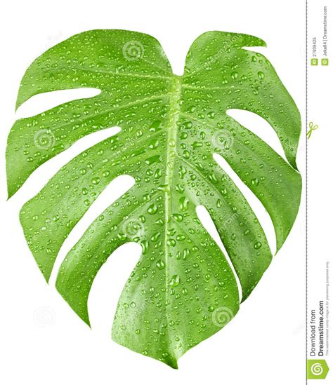 Big Green Leaf Of Monstera Plant With Water Drops Royalty ...