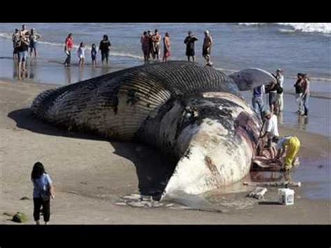 Biggest Animal In The World ~ Information News