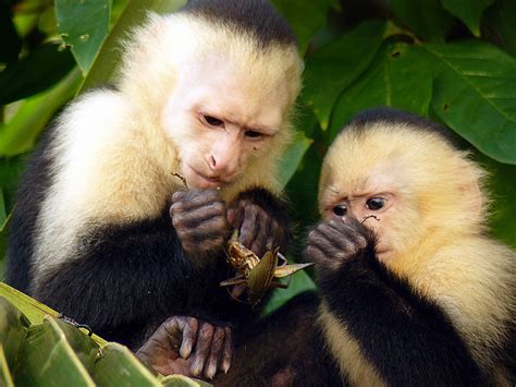Bioanimal: El mono capuchino