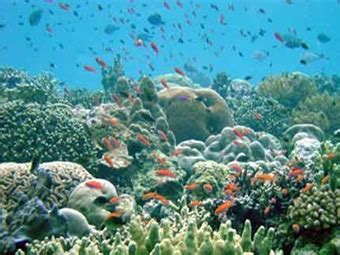 Biodiversidad del mar Mediterráneo amenazada por factores ...