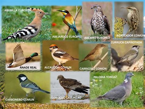 Biodiversidad: hasta 50 especies de aves distintas en ...