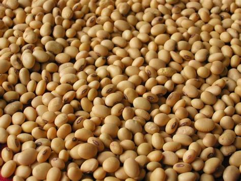 biofuel from soya beans Archives   Make Biofuel