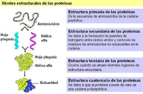 BIOLOGÍA 3º SECUNDARIA: Proteínas