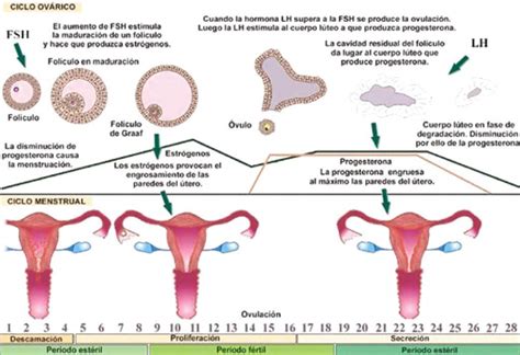 BIOLOGIA 4to AÑO: Ciclo menstrual