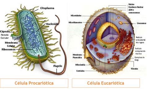 Biologia Atualizada: Célula Eucaríoticas e procaríoticas