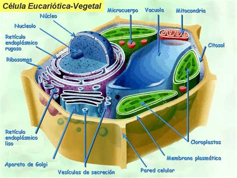 Biologia: Célula animal y vegetal / imagen