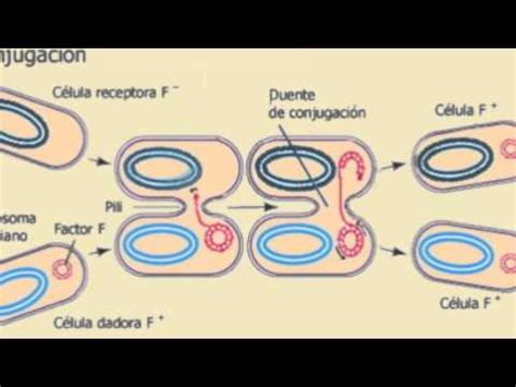 biologia: Celula Procariota   YouTube