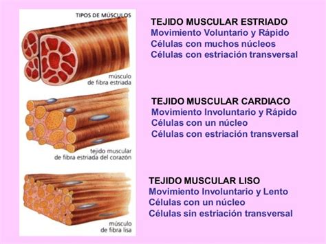 Biología: Clasificación del tejido muscular