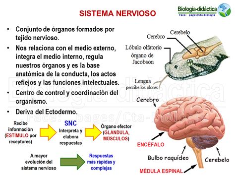Biología didáctica: NSC 4°   Sistema nervioso Humano