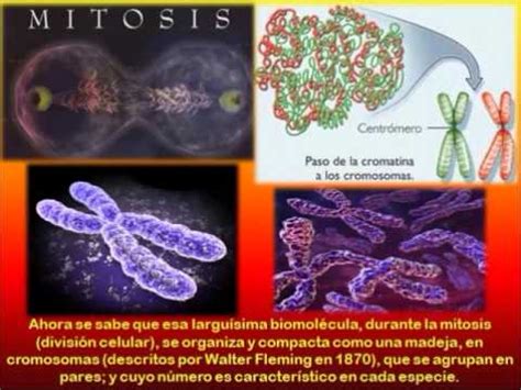 BIOLOGIA. EL SIGLO XX    Biologia .   YouTube