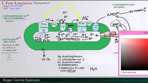 Biologia   Fotosintesis parte 2  Fase Luminosa y Oscura ...