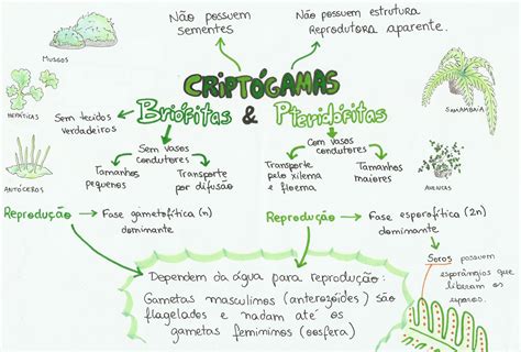 Biologia IMPORTANTE | Biologia | Pinterest | Biologia ...