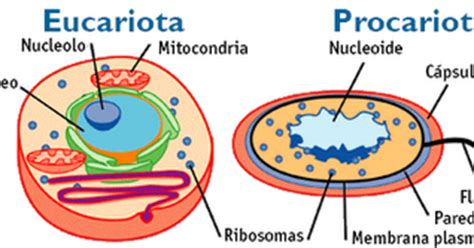 Biología: la ciencia de la vida: La célula