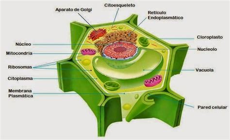 Biología y Geología 1º ESO: Célula eucariota vegetal