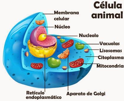 Biología y Geología 1º ESO: La célula eucariota animal