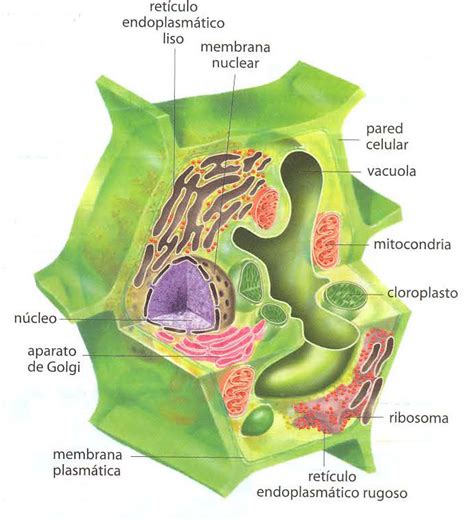 Biología y Geología: La célula
