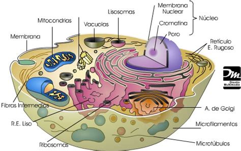 Biología y Geología. Secundaria.: La célula