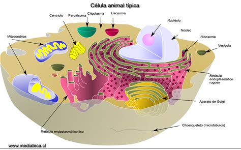Biología y Geología: Tipos de célula según su morfología
