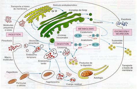BiologíaSur   Célula eucariótica II