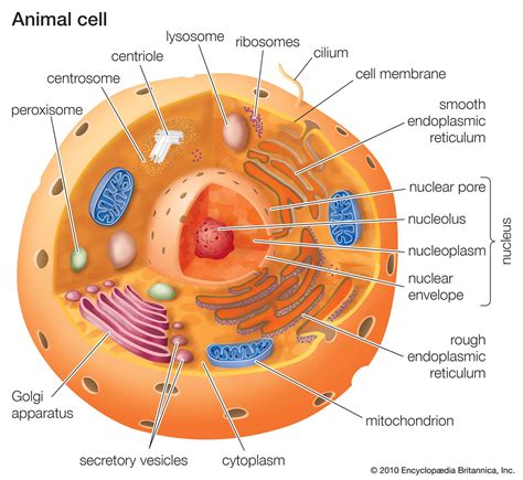 Biology Pictures: Animal Cell Diagram