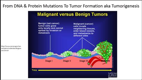Biology Pictures: Malignant vs. Benign Tumors