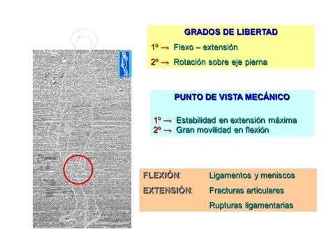 BIOMECÁNICA DE LA RODILLA   ppt video online descargar