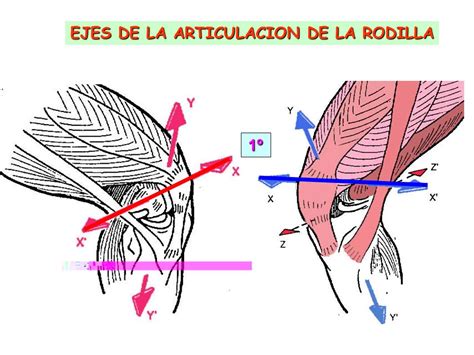 BIOMECÁNICA DE LA RODILLA   ppt video online descargar