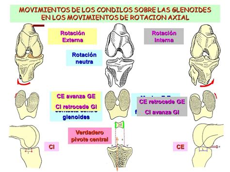 BIOMECÁNICA DE LA RODILLA   ppt video online descargar