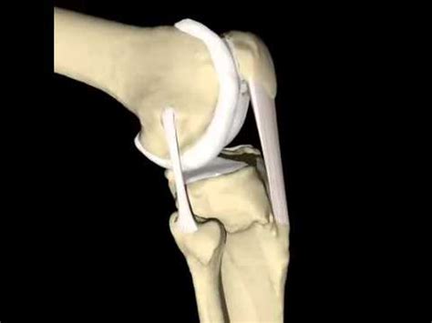 BIOMECANICA DE LA RODILLA   YouTube