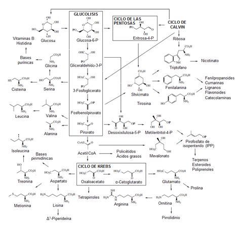 Biomolécula   Wikipedia, la enciclopedia libre