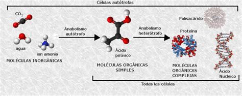 Biomoléculas: Clasificación y Funciones Principales   Lifeder