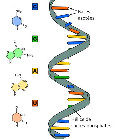 Biomoléculas Definión , Tipos de biomoléculas, ADN Y ARN ...
