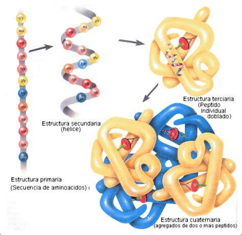 Biomoléculas « El rincón del conocimiento