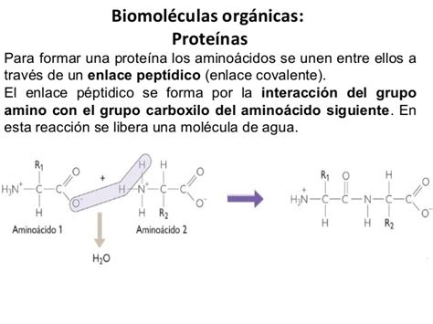 Biomoléculas inorgánicas y orgánicas 1° medio