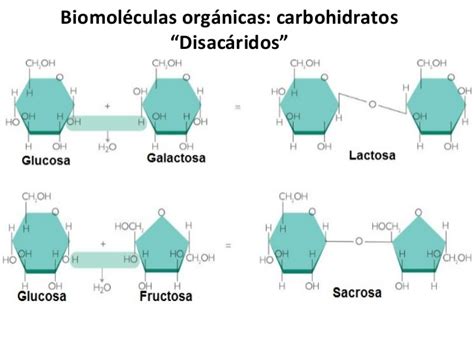 Biomoléculas inorgánicas y orgánicas 1° medio