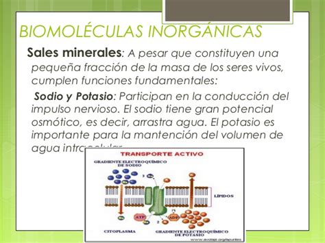 Biomoleculas organicas e inorganicas